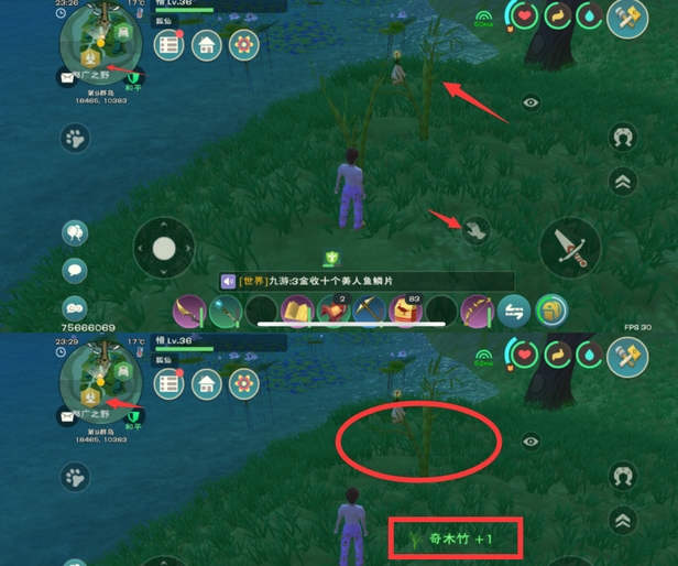 《创造与魔法》中的奇竹花怎么获得？